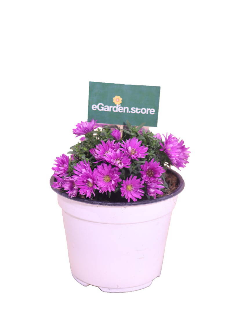 aster fucsia online