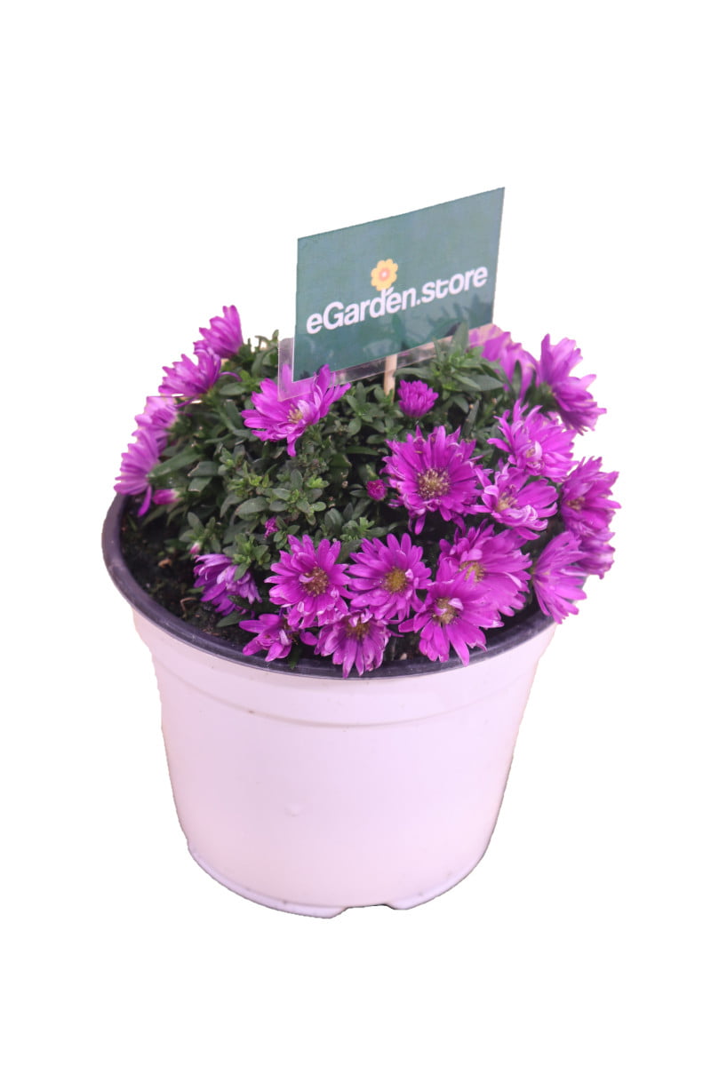 aster fucsia online