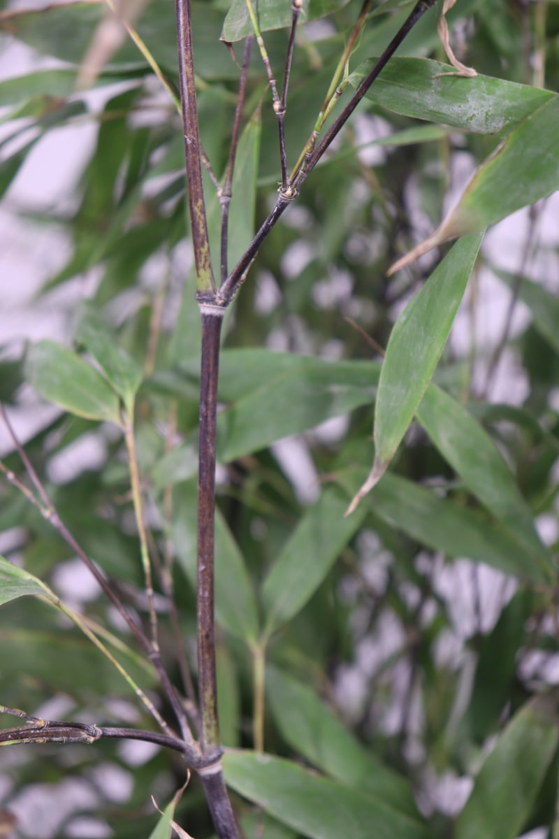 Bamboo Nero - Phyllostachys Nigra