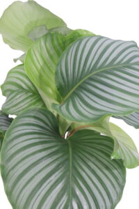 calathea orbifolia online
