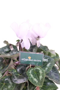 ciclamino bianco coccio online