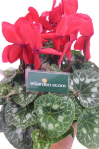 ciclamino rosso coccio online