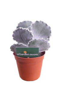 cotyledeon undulata online