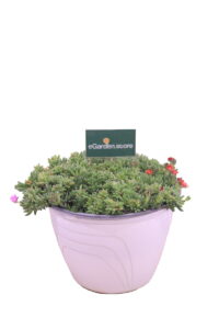 delosperma multicolor online