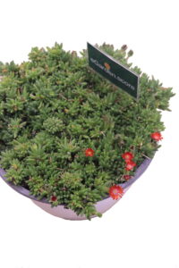 delosperma multicolor online