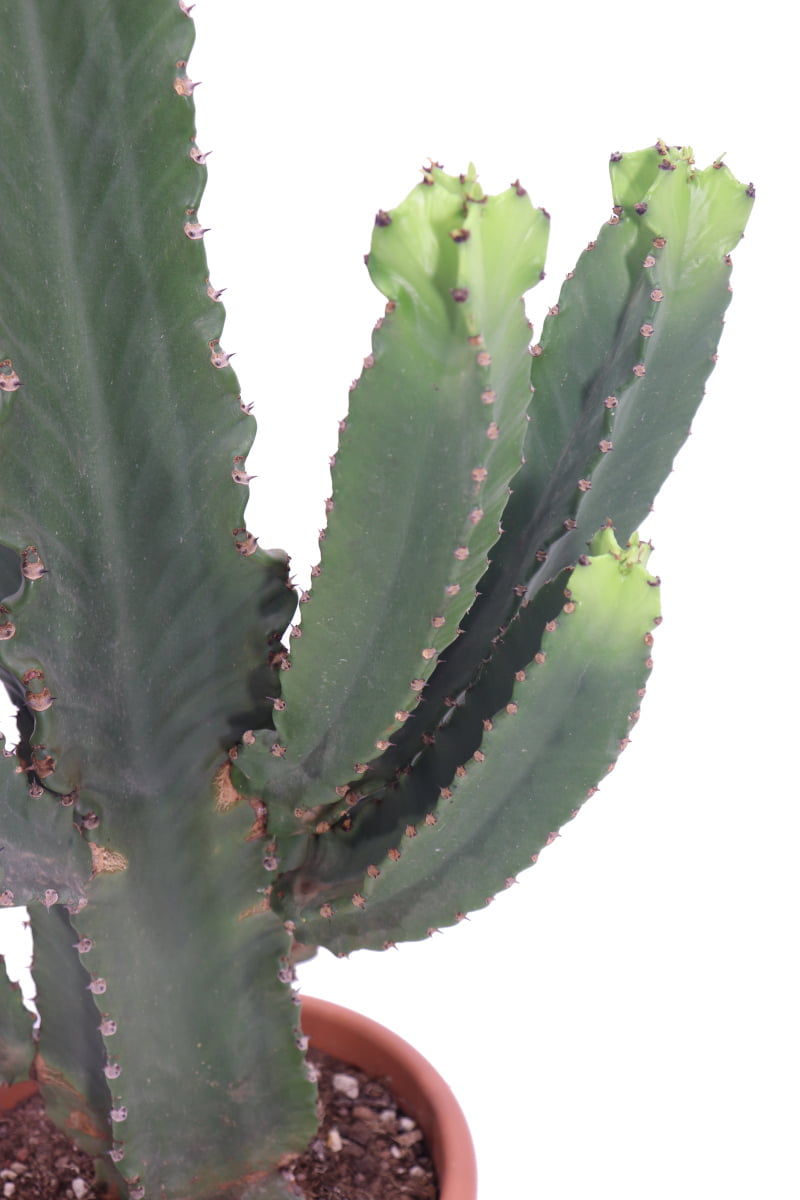 Euphorbia Ingens