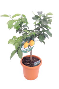 Limone Meyer Nano - Citrus x Meyeri
