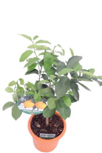 Limone Meyer Nano - Citrus x Meyeri