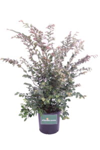 loropetalum chinense fede online