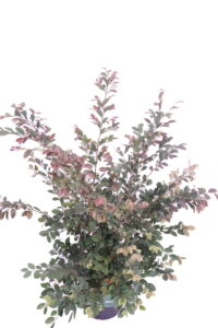 Loropetalum Chinense Fede