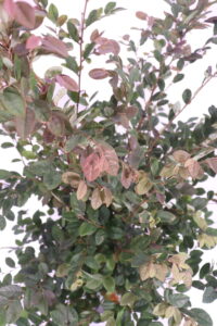 Loropetalum Chinense Fede