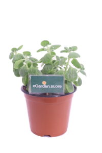 origano cubano v14 egarden.store 1 origano cubano online