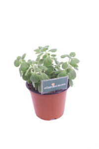 origano cubano v14 egarden.store 2 origano cubano online