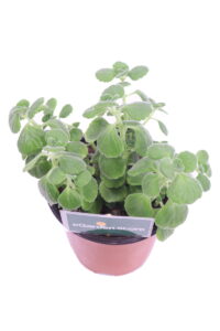 origano cubano v14 egarden.store 3 Origano Cubano - Coleus Amboinicus