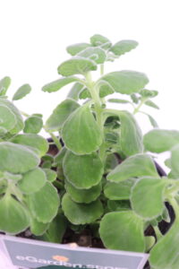 origano cubano v14 egarden.store 4 origano cubano online