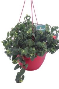 Pavonia Missionum Orange