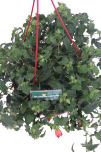 Pavonia Missionum Orange