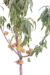 Percoco Nano - Di Turi