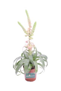 tillandsia samantha online