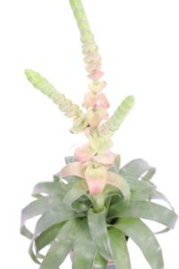 Tillandsia Samantha