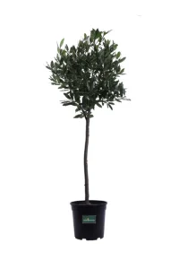 Alloro - Laurus Nobilis Alberello v25 egarden.store online