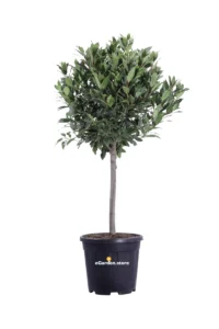 Alloro - Laurus Nobilis Alberello v30 egarden.store online