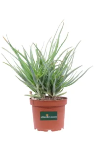 Aloe Arborescens v20 egarden.store online