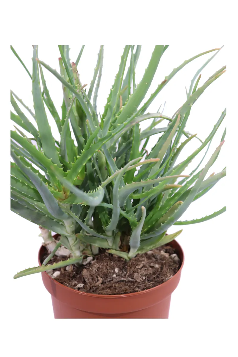 Aloe Arborescens v20 egarden.store online