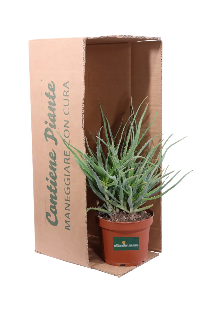 Aloe Arborescens v20 egarden.store online