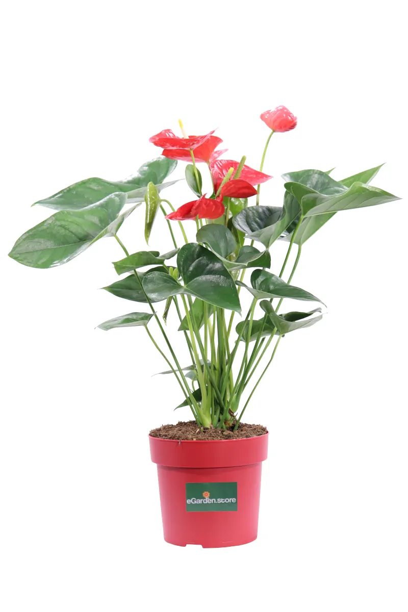 Anthurium Rosso v17 egarden.store online