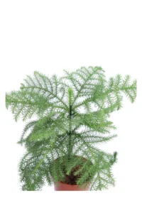 Araucaria Heterophylla v12 egarden.store 2 Araucaria Heterophylla v12 egarden.store online