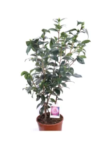 Camelia Japonica - Nuccio's Pearl v19 egarden.store online