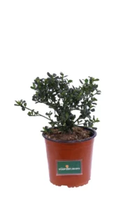 Ceanothus Thyrsiflorus Skylark v16 egarden.store online