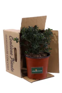 Ceanoto - Ceanothus Thyrsiflorus Skylark