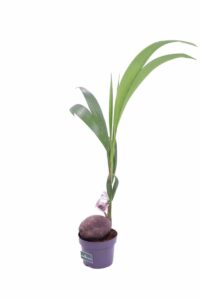 Cocos Nucifera v19 egarden.store 3 Cocos Nucifera v19 egarden.store online