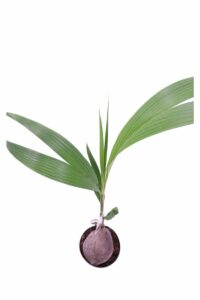 Cocos Nucifera v19 egarden.store 4 Cocos Nucifera v19 egarden.store online