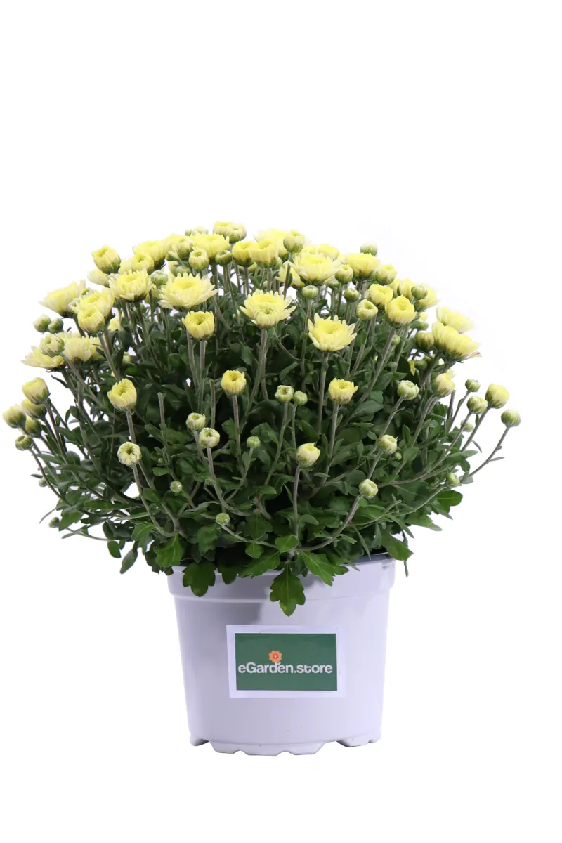 Crisantemo Giallo v17 egarden.store online