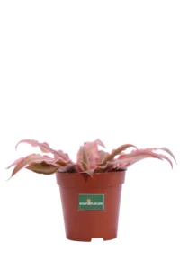Cryptanthus Bivittatus Pink Starlight v5 egarden.store online