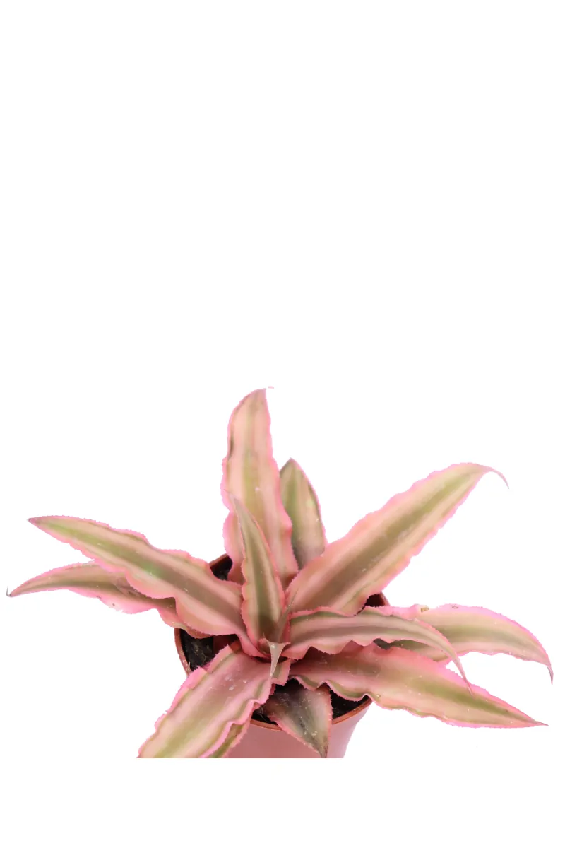 Cryptanthus Bivittatus Pink Starlight v5 egarden.store online