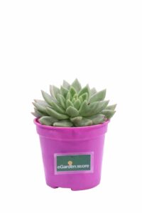 Echeveria Agavoides v12 egarden.store online