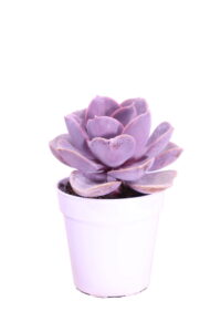 Echeveria Pearl Of Nuremberg online