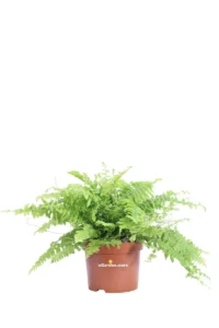 Felce di Boston - Nephrolepis v12 egarden.store online