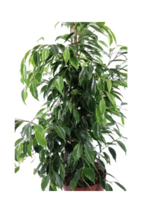 Ficus Benjamin Golden King v19 egarden.store online