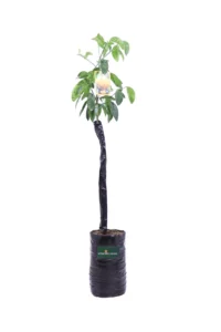 Limetta Romana Fitocella egarden.store online