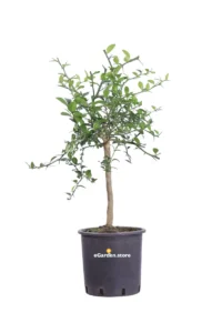 Limone Caviale Rosso Nano