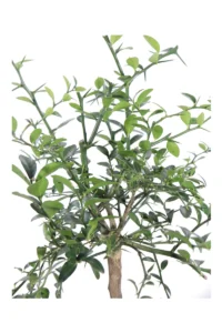 Limone Caviale Rosso Nano