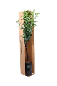 Limone Meyer Fitocella egarden.store online