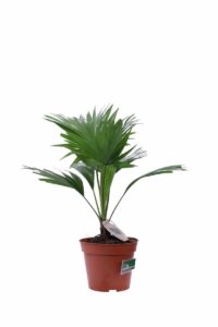 Livistona Rotundifolia v14 egarden.store online