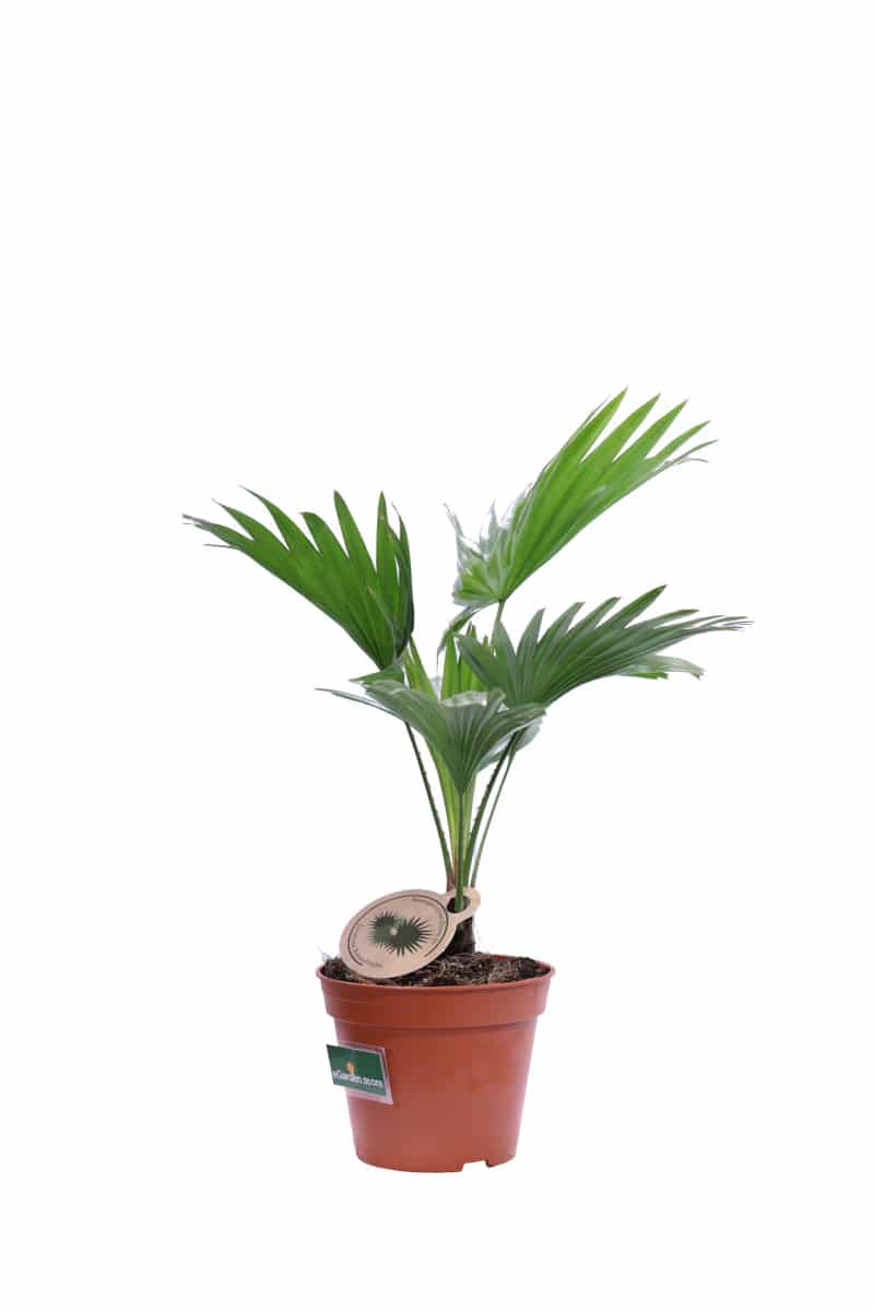 Livistona Rotundifolia v14 egarden.store online