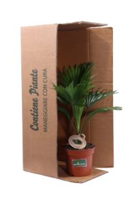 Livistona Rotundifolia v14 egarden.store online